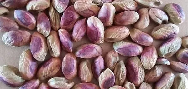 خرید مغزپسته کله قوچی + بهترین قیمت