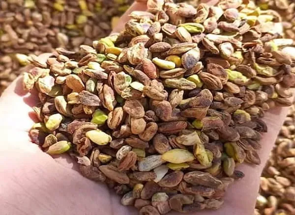 معرفی مغز پسته گندمی + بهترین قیمت خرید
