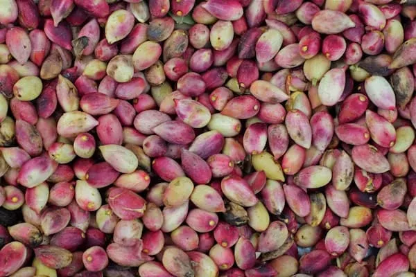 خرید و قیمت روز پسته تر صادراتی
