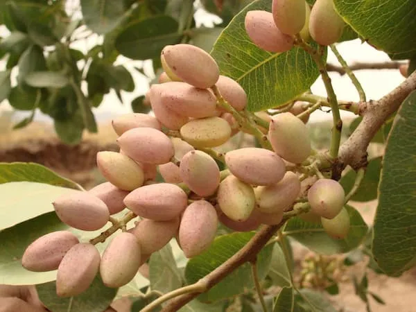 راهنمای خرید مزیت های صادرات پسته + قیمت عالی