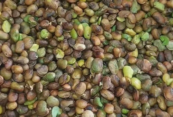 قیمت خرید مغز پسته وحشی + مشخصات، عمده ارزان