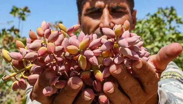 راهنمای خرید مزیت های صادرات پسته + قیمت عالی