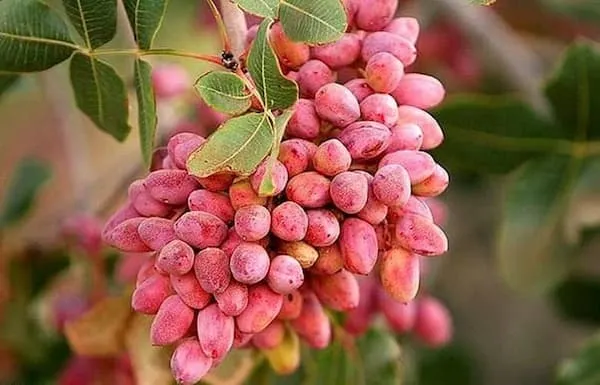 چه پسته ای برای صادرات مناسب است + خرید