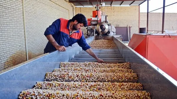 راهنمای خرید مزیت های صادرات پسته + قیمت عالی