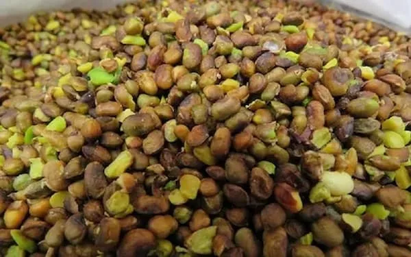 قیمت خرید مغز پسته وحشی + مشخصات، عمده ارزان