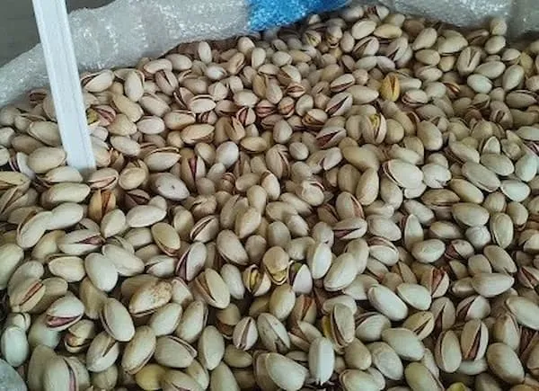 خرید و قیمت روز پسته بادامی سوریه